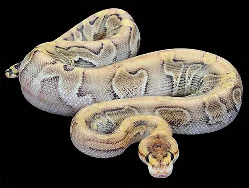 Ball Python Champagne Morph