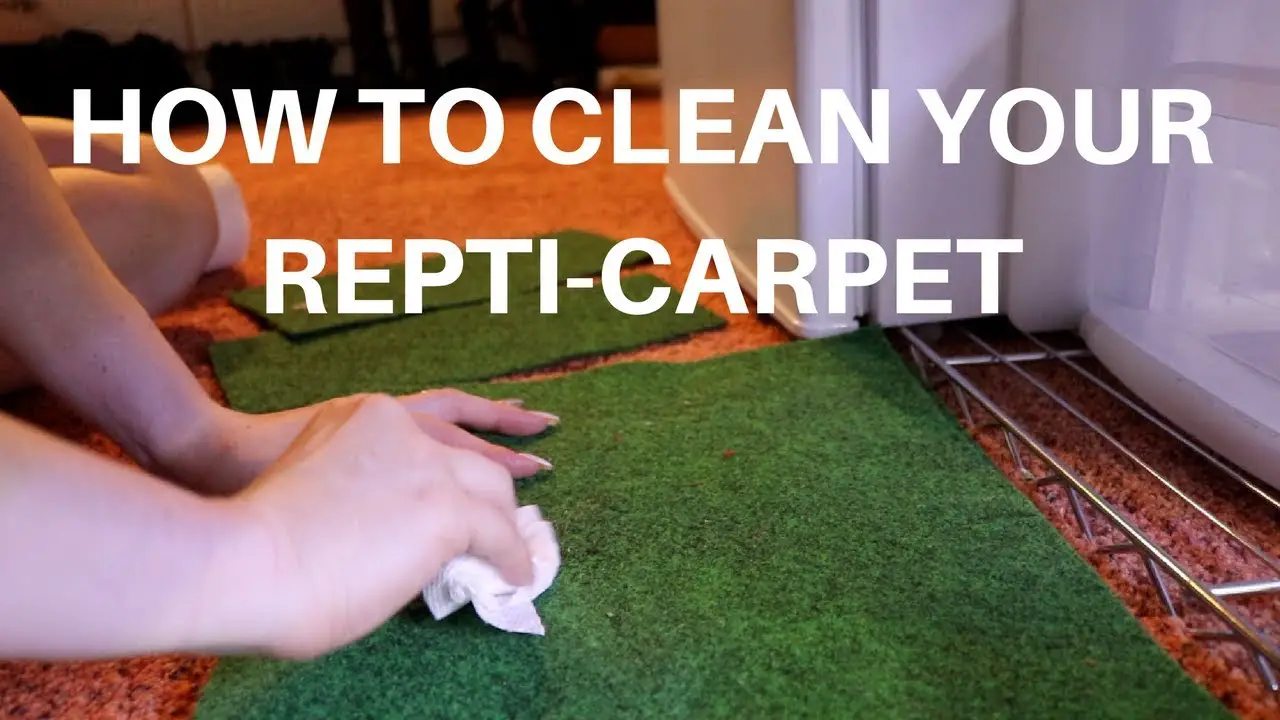 How To Clean A Bearded Dragon’s Tank