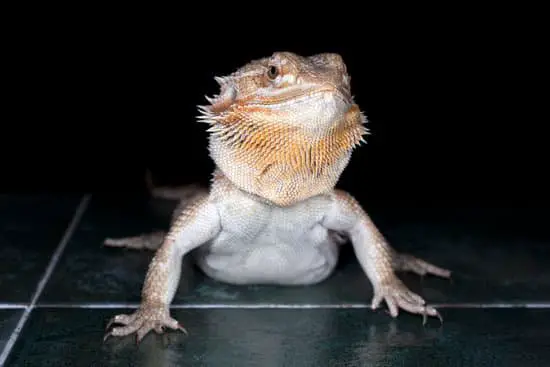 bearded dragon on tile substrate