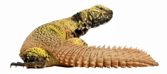 A healthy uromastyx tail