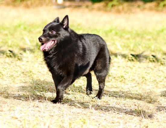 Schipperke cheapest small dog breed