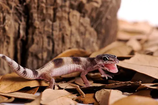 some leopard geckos may scream because they feel scared or threatened