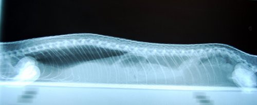 Metabolic Bone Disease X-Ray of a Blue Tongue Skink