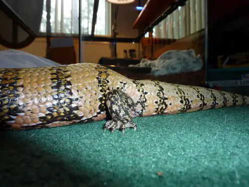 real mbd in a blue tongue skink