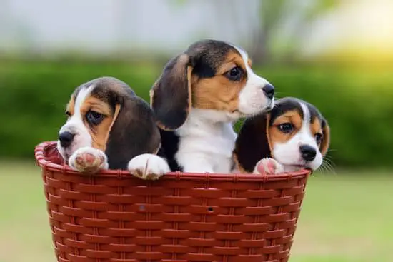 Beagle cheapest dog breed
