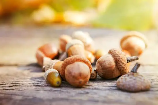 acorns good for squirrels