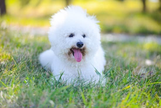 Bichon Frise breed of cheapest dog