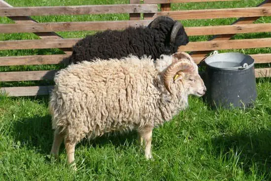 Ouessant Sheep breed