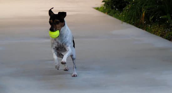 Rat Terrier playing outdoors