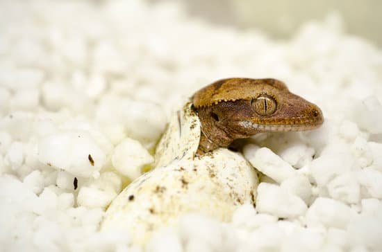 Crested Gecko Egg Development