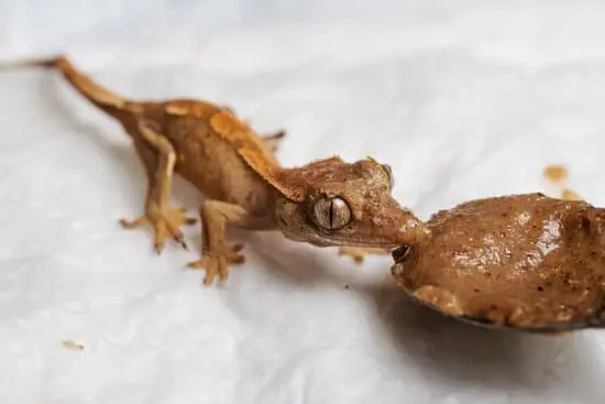 Baby crested gecko eating
