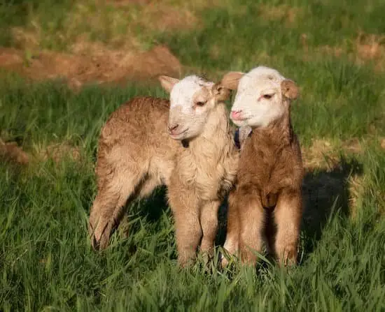 A pair of Katahdin small breeds of Sheep