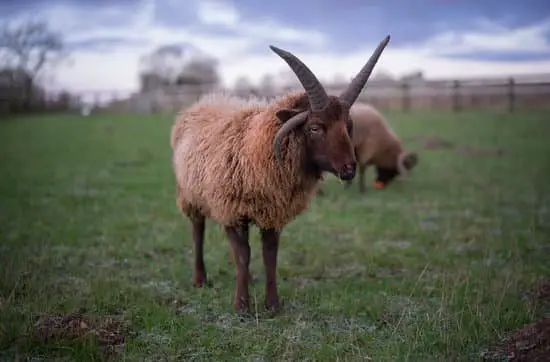 Shetland small breed of Sheep