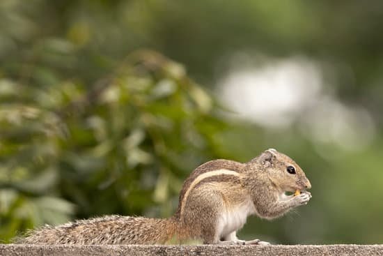 Juvenile Squirrels