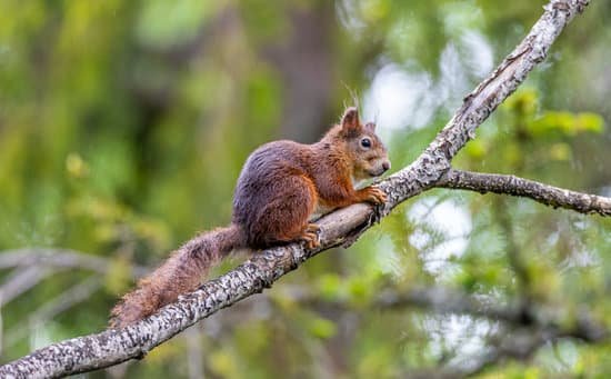 Subadult Squirrels