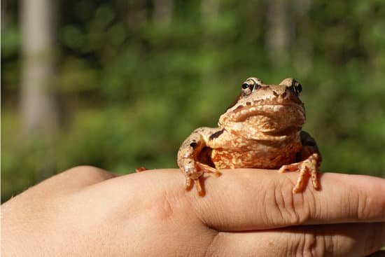 How To Tell If Your Frog Is Sick?