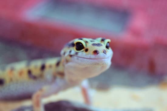 Screaming In Leopard Geckos