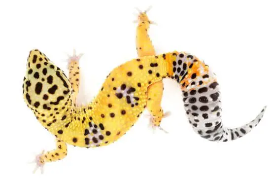 Why Do Leopard Geckos Scream?