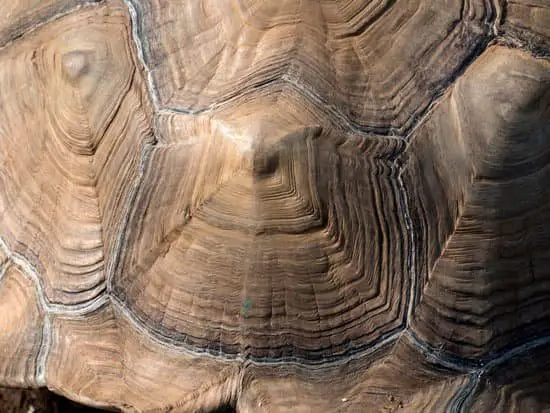 how to tell the age of a sulcata tortoise