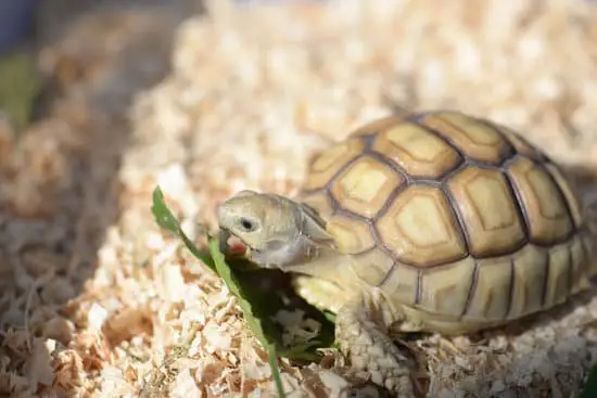 Sulcata Under 6 Months Old Has Semi-Soft Shell