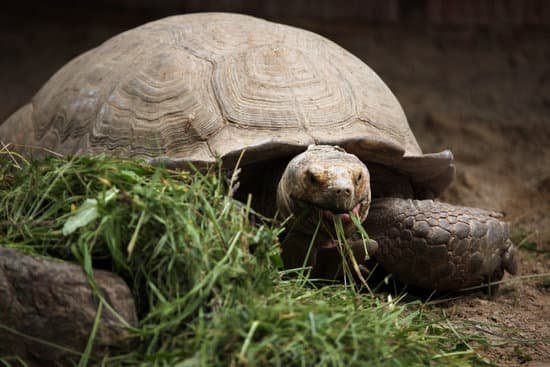 sulcata eating grass