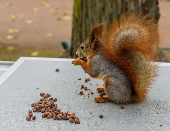 Why Do Squirrels Shake Their Tails?