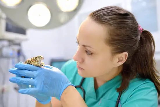 When Do You Need A Vet For Your Frog?