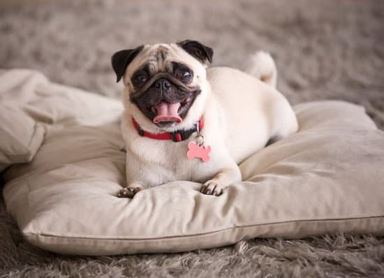 Small Fat Dog Breeds: The Cutest and Cuddliest Canines