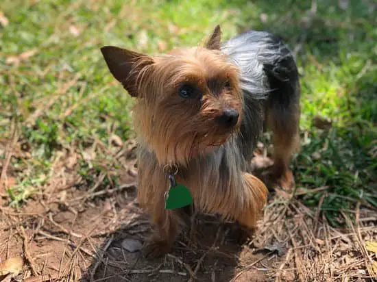 Yorkies breed of small fat dog