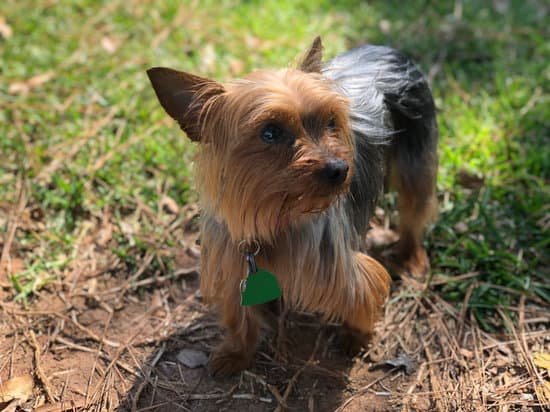 Yorkies breed of small fat dog