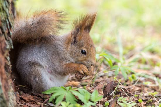 Do Baby Squirrels Eat Pine Cones?