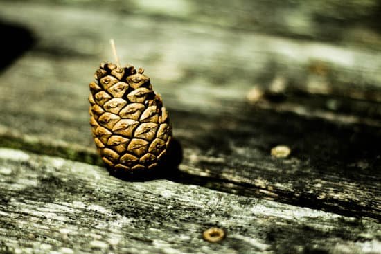 Pine Cones