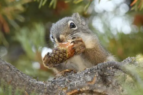 squirrels do eat pine cones
