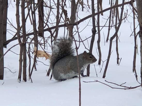 the squirrel tail can keep them warm and cool