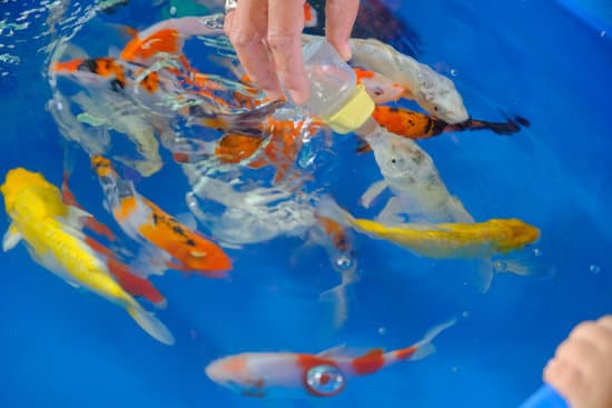 Can You Treat A Sick Koi Fish?