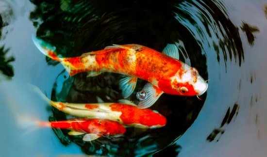 healthy koi fish