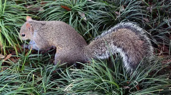 Adult Squirrels