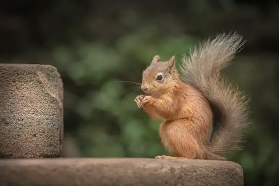 The squirrel's tail helps it to maintain balance and stay afloat in water