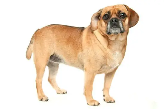 Puggle cheapest small dog breed