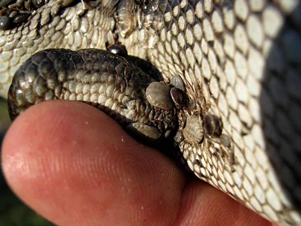 Mites On Blue Tongue Skink