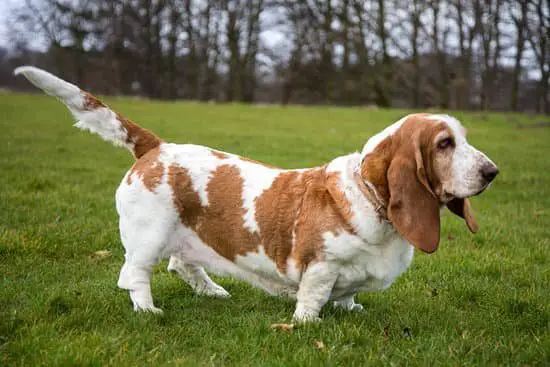 Basset Hound breed of small fat dog