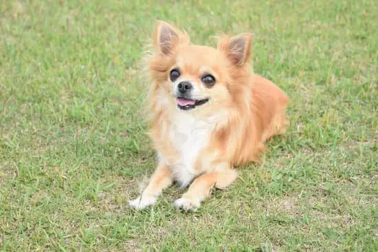 Chihuahua breed of small fat dog