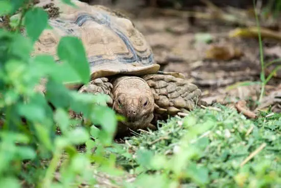 What Vegetables Can Sulcata Tortoises Eat?