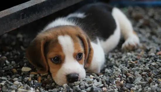 Beagle small fat dog breeds