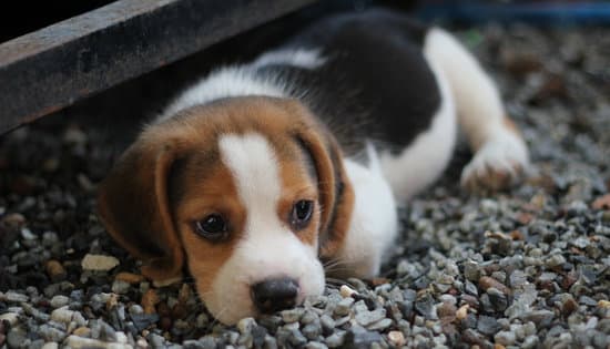 Beagle small fat dog breeds