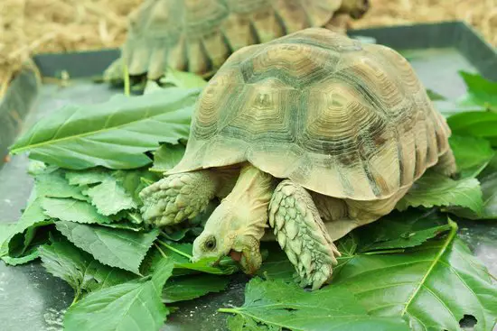 What Greens Can Sulcata Tortoises Eat?