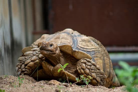 Sulcata Tortoise Greens And Vegetables Diet Chart