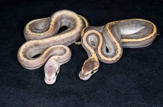 Can I Breed My Ball Python After They Reach Adult Size?