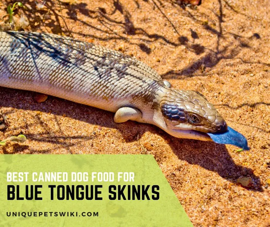 Best Canned Dog Food for Blue Tongue Skinks