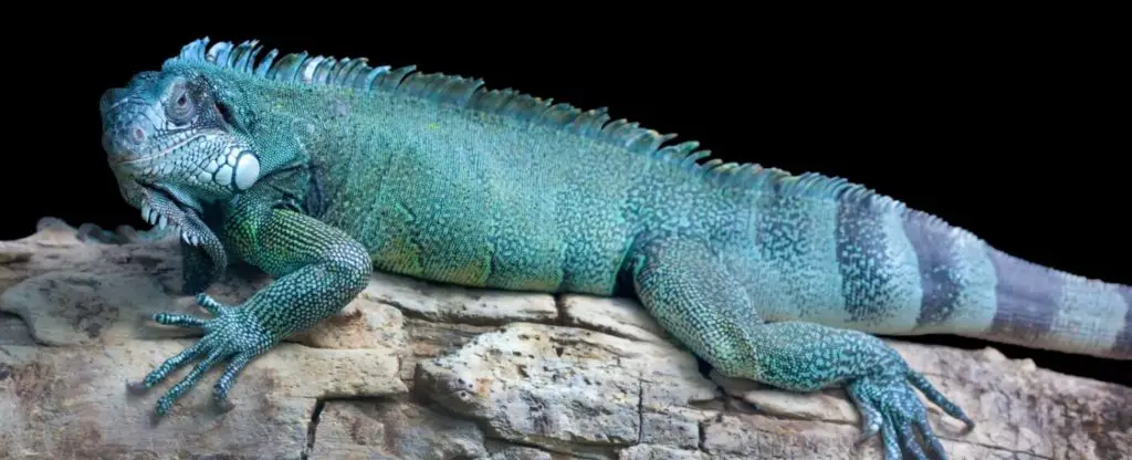 Blue Iguana